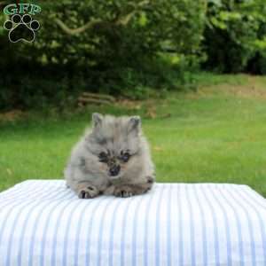 Madoxx, Pomeranian Puppy